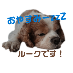 hana_20260510131808