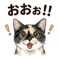 Calico Cat Po's Reaction Stickers