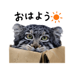The daily life of Peega the Pallas's cat