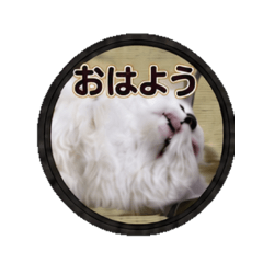 Daily Chat Stickers shirochan