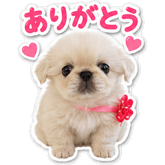 Niko the Pekingese Puppy