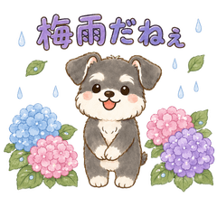 Rainy Season Hydrangea Schnauzer