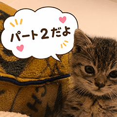 NTB4K's cat Nico 2