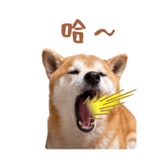 嘟嘟日常ᯓ柴犬表情包
