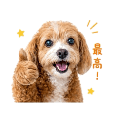nyanpoko_20260510034931
