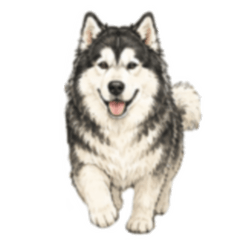 Suncrop 088 Alaskan Malamute