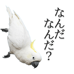 Ever-Useful Sulphur-crested Cockatoo