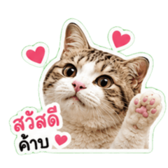 Reuben Heart Scottish Fold