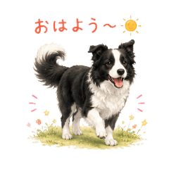Fluffy Border Collie Days