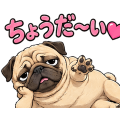 You Love My Pug, Right?