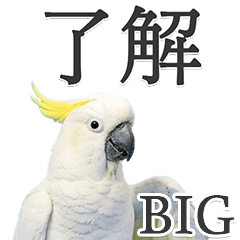 BIG! Cockatoo Stickers for Everyday Use