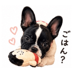 Daily Life of Kabu the Frenchie