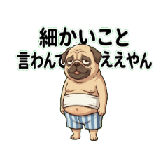 a grumpy middle-aged pug