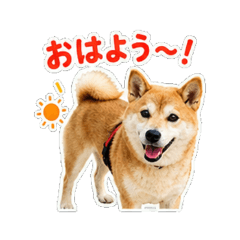 Shiba Daily Cheer