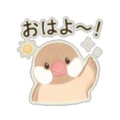 Mochi Java sparrow Daily