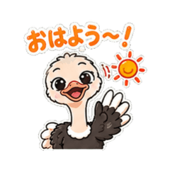 Cute Ostrich Daily