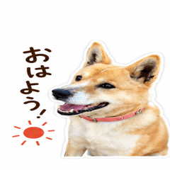 Kuchan-001