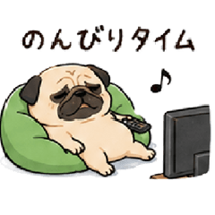 A day in the life of a cute pug.