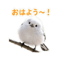 Fluffy Bird Daily