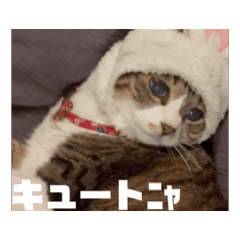 minminzemi_20260512230449