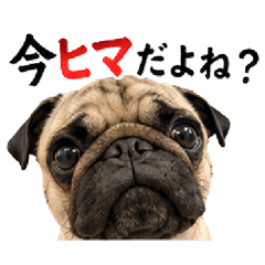 The Provocative Pug [Surreal & Funny]