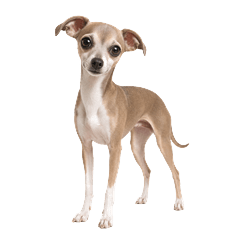 Rainy Day Italian Greyhound