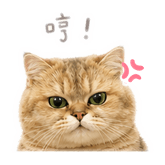 橫向生長小元寶