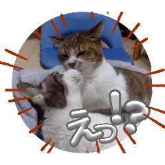 shouka_20260510053148