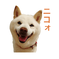 nonono_20260510055439