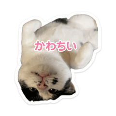 maru_20260510143951