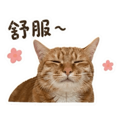 花小弟ㄉ日常用語1