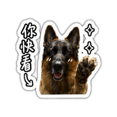 德國牧羊犬-Machi(1)