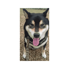 kira tomo_20260513014347