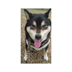 黒柴犬　可愛い　癒し　大きい