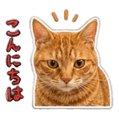 torakiji_20260510153102