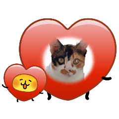 tongcatdee_20260428162917