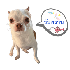 Dog_20260428161317