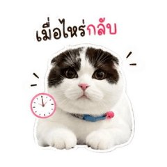 Nongshabuu_20260428162900