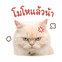 marumaru_20260428163120
