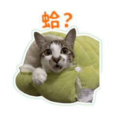 貓狗日常貼