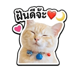 TIGER Cat_20260428163337