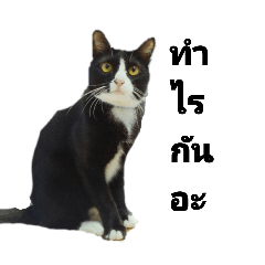 BackCat999