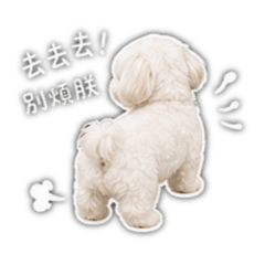 奶酪是隻瑪爾濟斯汪
