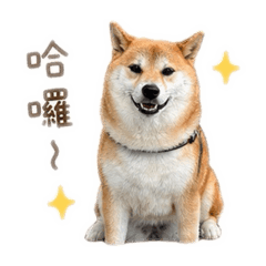 咪乓來了！