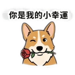 Rylei柯基