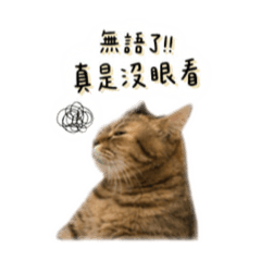 萌萌家貓日常