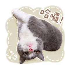 藍白貓米米日常①