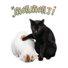 辦公室小天使