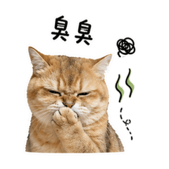 金漸層貓比比生活實用貼圖