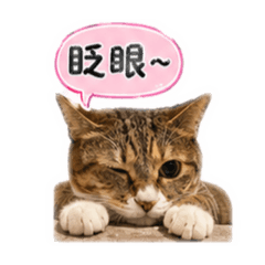 言羅王家小卯咪_靜靜